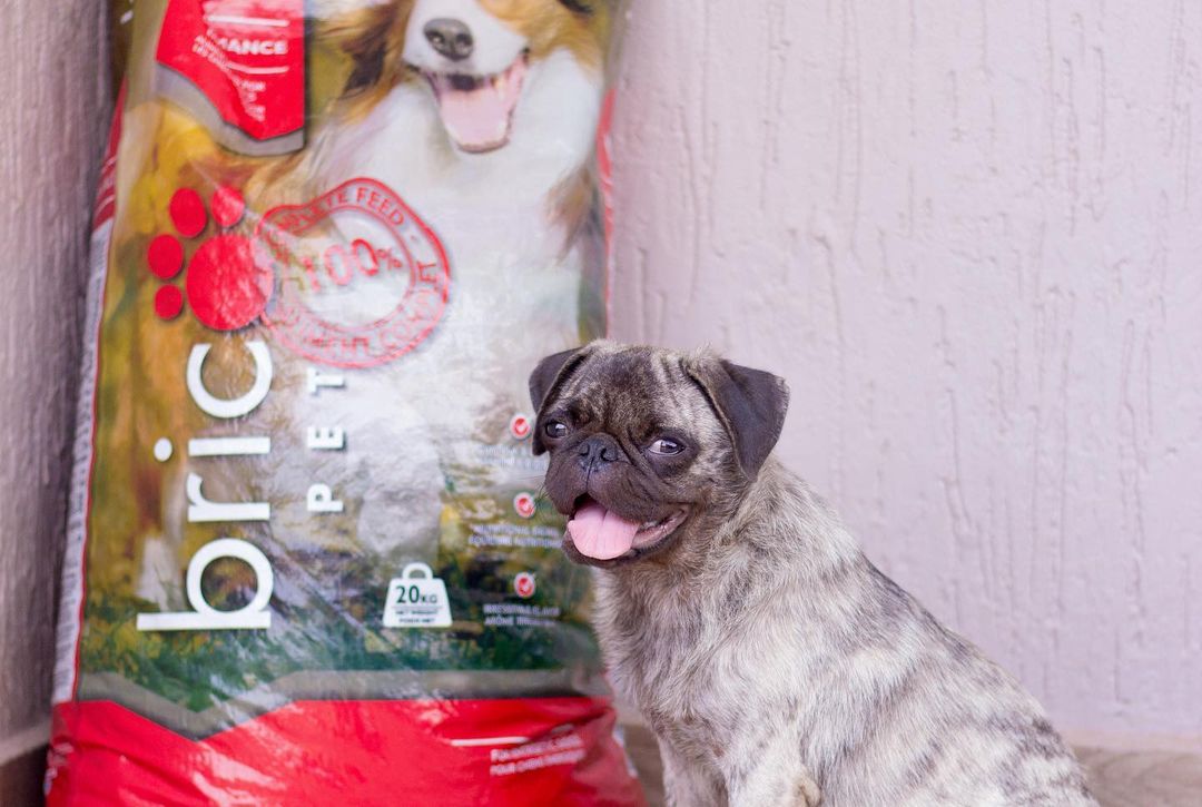 Medikal’s dog bags an ambassadorial deal with a dog food company - Photos 5