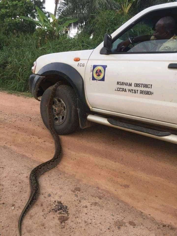 OMG! See the moment a Big Snake crawled into tyre of ECG car while Driver is seated 2