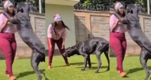 Video of a Ghanaian Lady Chopping a Dog In Dubai For $2,000 Pops Up (Watch) 18